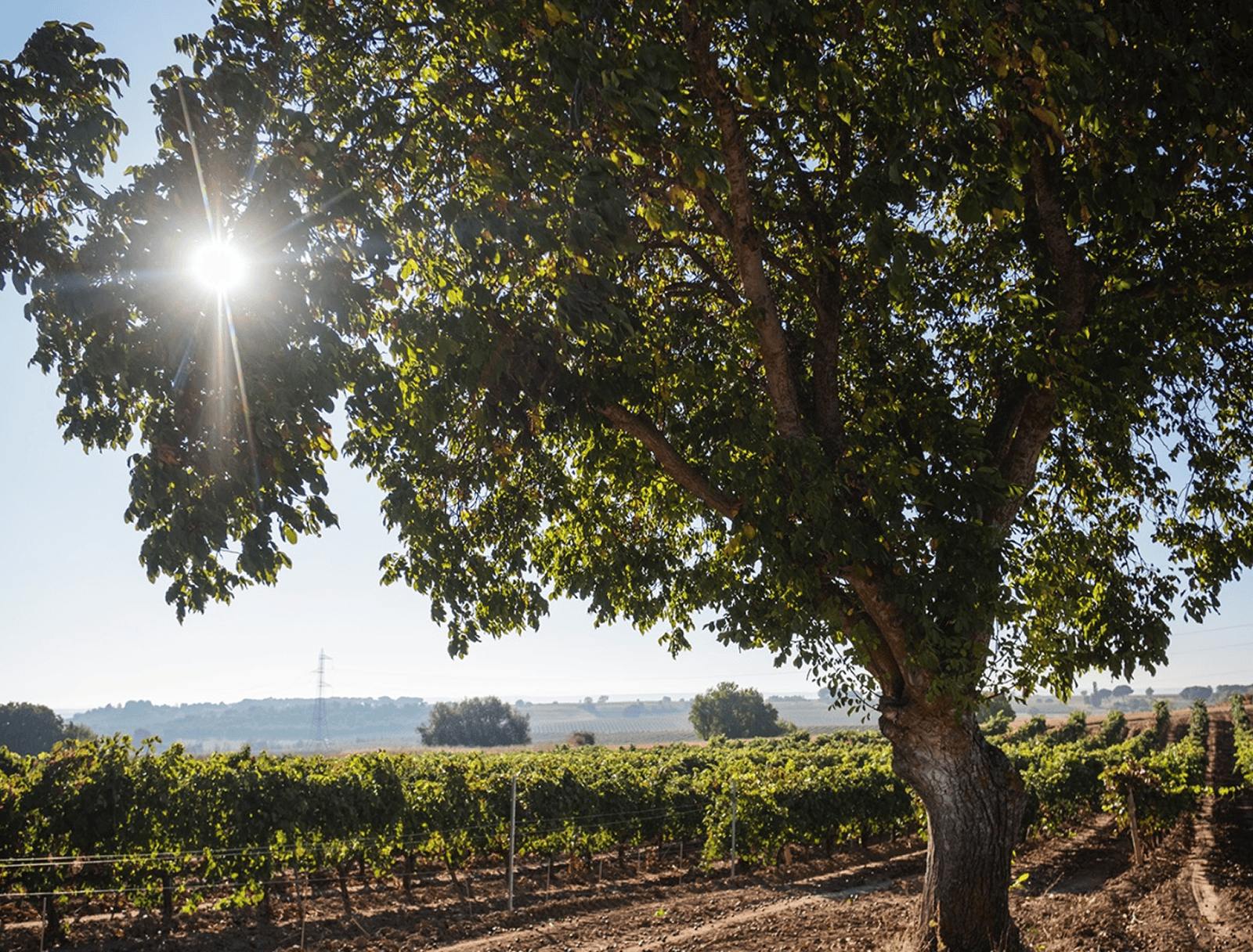 EL NOGAL VIÑEDO